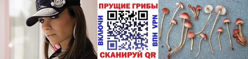 Псилоцибиновые грибы GOLDEN TEACHER  дарнет шоп  Мурманск 